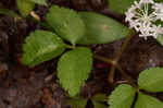 Dwarf ginseng